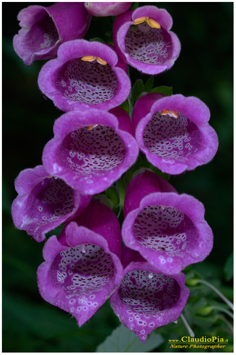 digitalis purpurea, fiori di montagna, fiori alpini in Alta Val d'Aveto